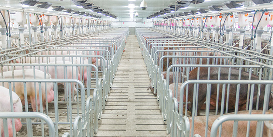 猪场屋顶碟型通风窗