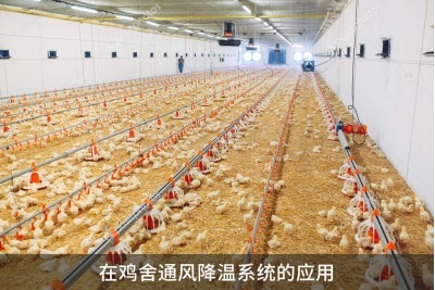 鸡舍通风降温系统怎样能达到最好的通风效果？