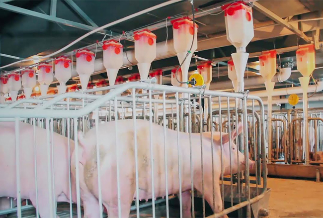 1636704541138117.jpg 畜牧养殖推杆—喂料系统U13.jpg